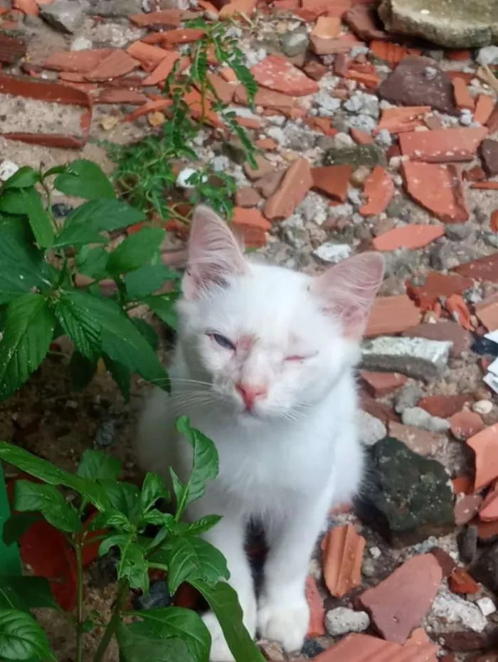 Gato ra a Srd idade 2 a 6 meses nome Filó, Tulio, Ruby