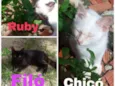 Filó, Tulio, Ruby