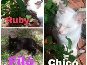 Gato raça Srd idade 2 a 6 meses nome Filó, Tulio, Ruby