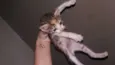 Gato