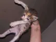 Gato