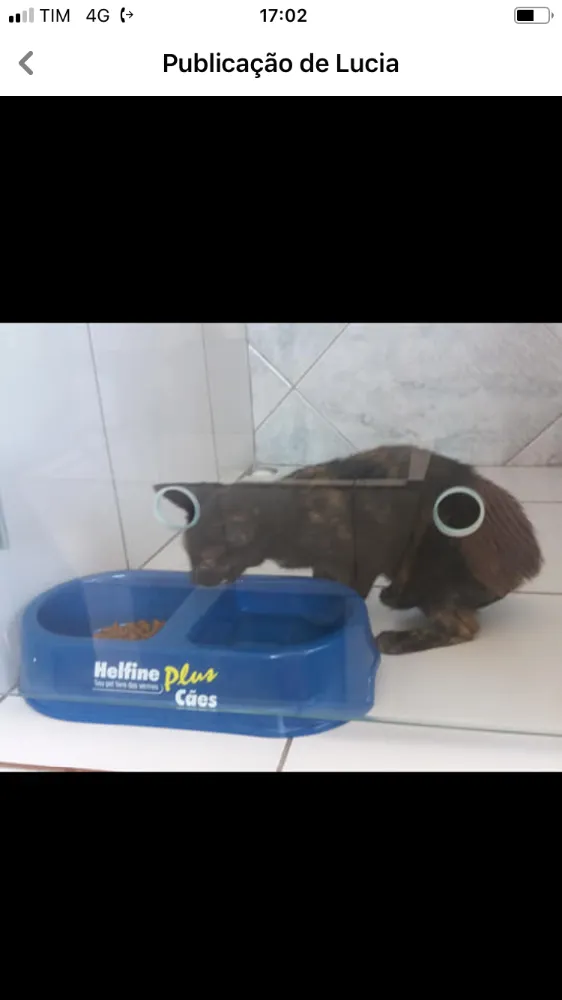 Gato ra a Não sei  idade 2 a 6 meses nome Não sei 