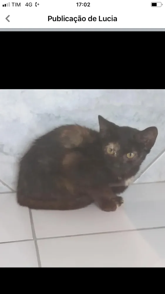 Gato ra a Não sei  idade 2 a 6 meses nome Não sei 