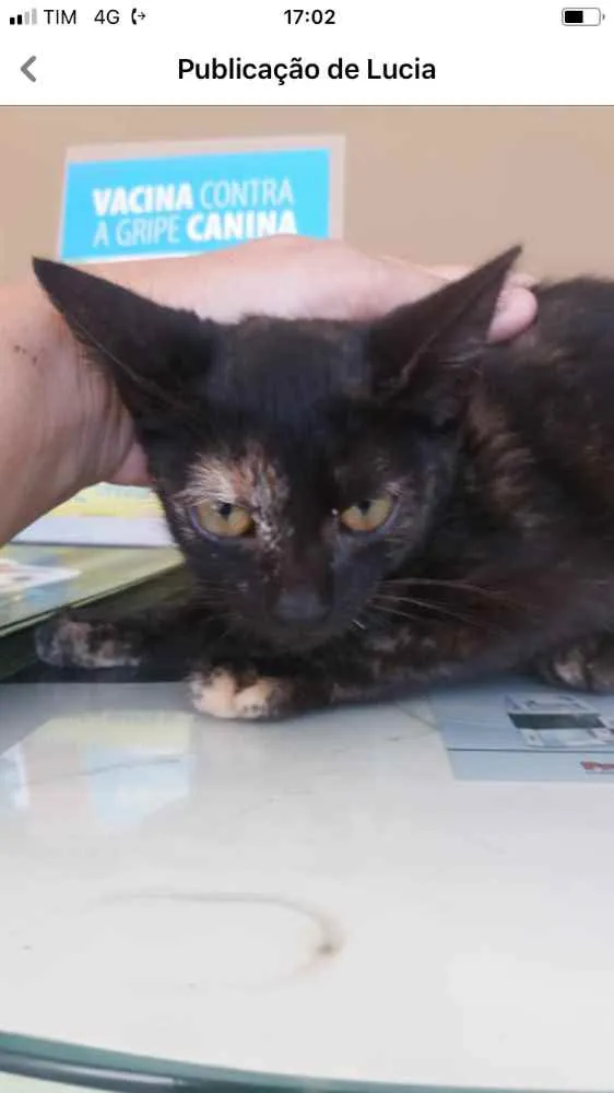 Gato ra a Não sei  idade 2 a 6 meses nome Não sei 