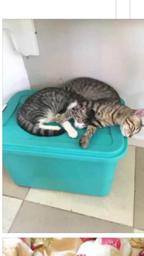 Gato ra a Não tem  idade 2 a 6 meses nome Não sei 