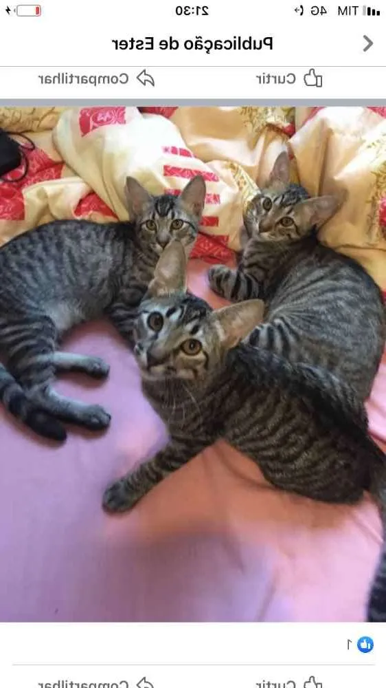 Gato ra a Não tem  idade 2 a 6 meses nome Não sei 