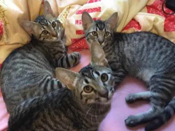 Gato ra a Não tem  idade 2 a 6 meses nome Não sei 