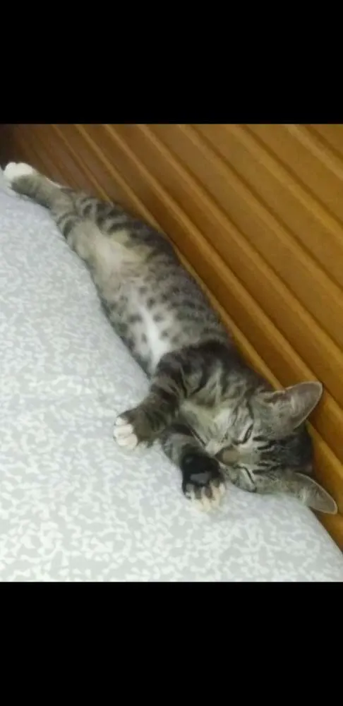 Gato raça Tigrada cinza idade 2 anos nome Emily