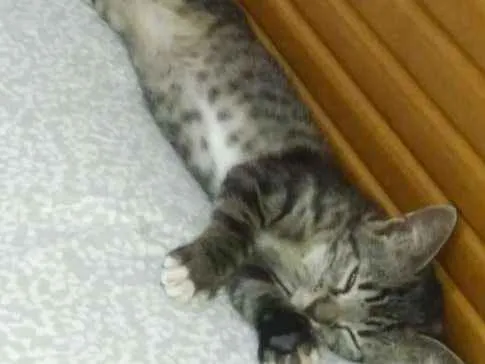 Gato raça Tigrada cinza idade 2 anos nome Emily