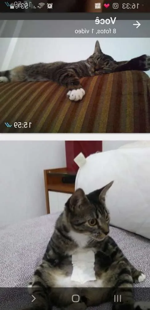 Gato raça Tigrada cinza idade 2 anos nome Emily