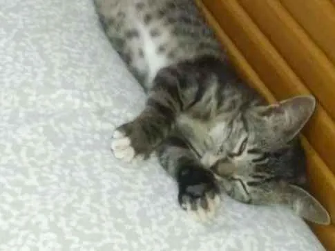 Gato raça Tigrada cinza idade 2 anos nome Emily