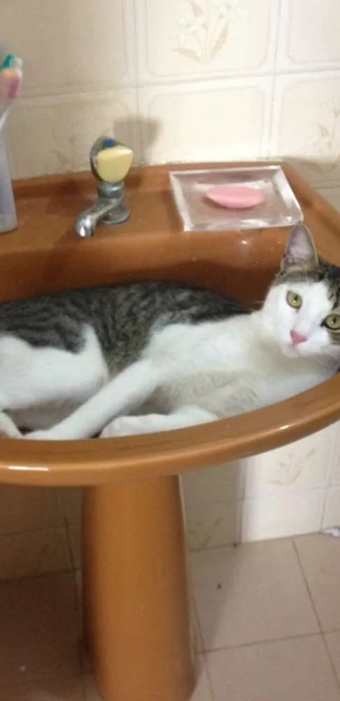 Gato raça Tigrado cinza com branco idade 2 anos nome Miccia