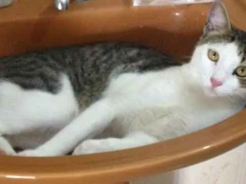 Gato raça Tigrado cinza com branco idade 2 anos nome Miccia
