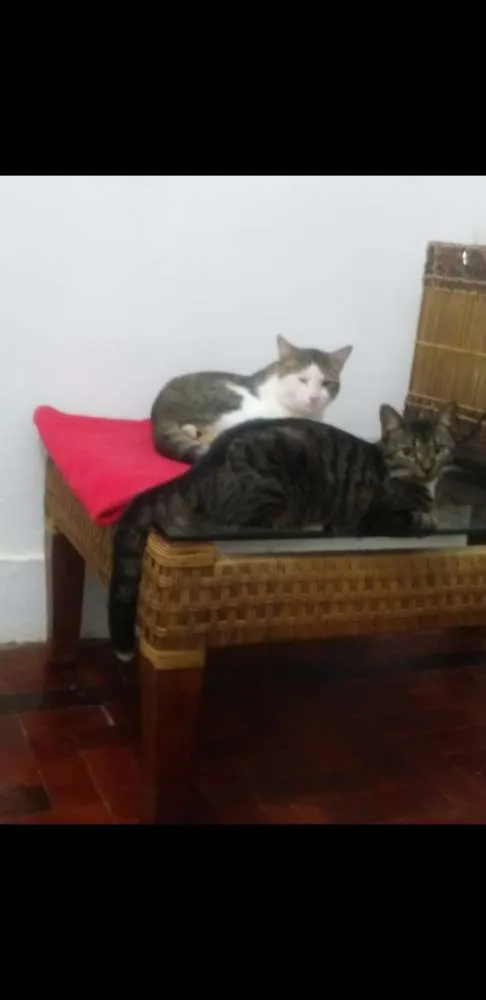 Gato raça Tigrado cinza com branco idade 2 anos nome Miccia