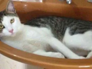 Gato raça Tigrado cinza com branco idade 2 anos nome Miccia