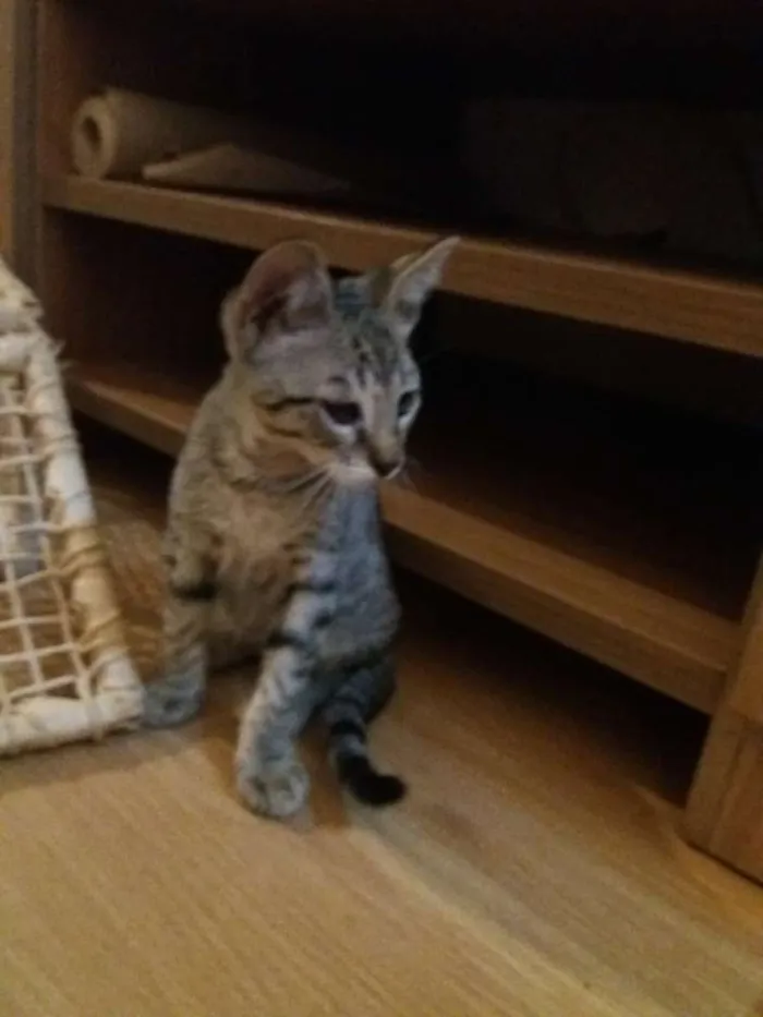 Gato ra a Indefinida  idade 2 a 6 meses nome Gandalf