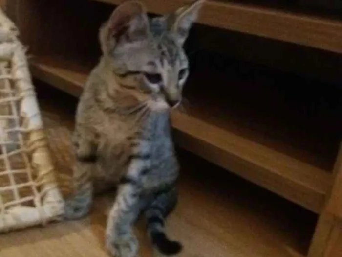 Gato ra a Indefinida  idade 2 a 6 meses nome Gandalf