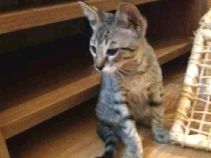 Gato ra a Indefinida  idade 2 a 6 meses nome Gandalf
