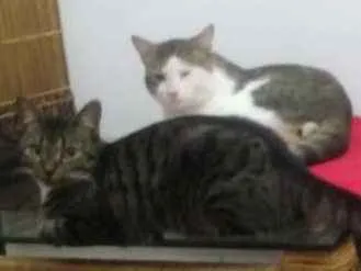 Gato raça Tigrado cinza com branco idade 2 anos nome Miccia