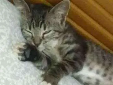 Gato raça Tigrada cinza idade 2 anos nome Emily