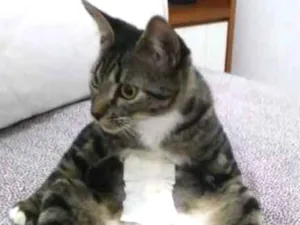 Gato raça Tigrada cinza idade 2 anos nome Emily