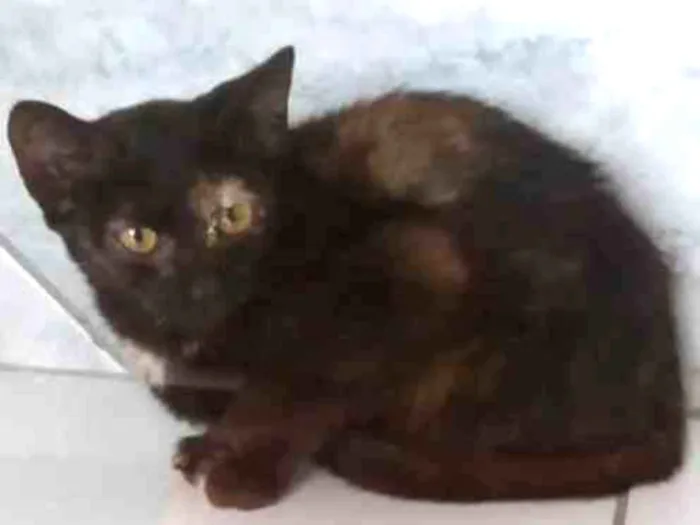 Gato ra a Não sei  idade 2 a 6 meses nome Não sei 