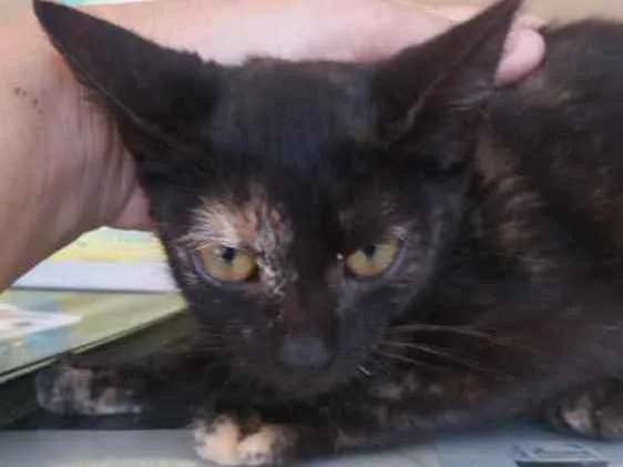 Gato ra a Não sei  idade 2 a 6 meses nome Não sei 