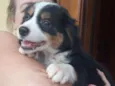 Não tem