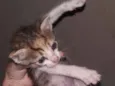 Gato