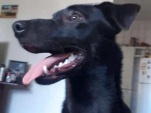 Cachorro raça não sei idade 7 a 11 meses nome Grafite