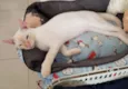 MARSHMALLOW