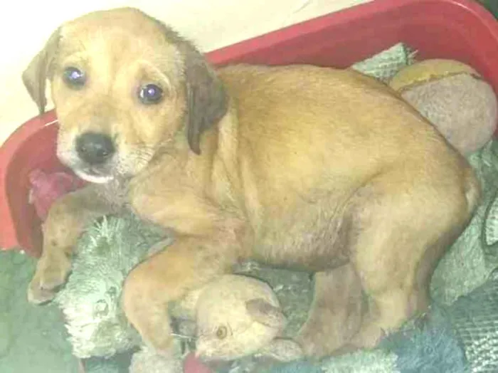 Cachorro ra a Peludo idade 2 a 6 meses nome Nao tem 