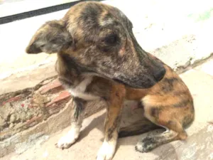 Cachorro raça Vira lata idade 2 a 6 meses nome Da Lua