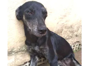 Cachorro raça Vira lata idade 2 a 6 meses nome Pleta