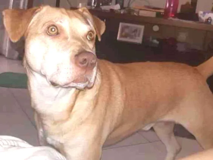 Cachorro ra a SRD idade 1 ano nome Thor