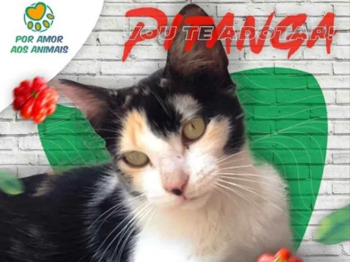 Gato raça Srd idade 7 a 11 meses nome Pitanga