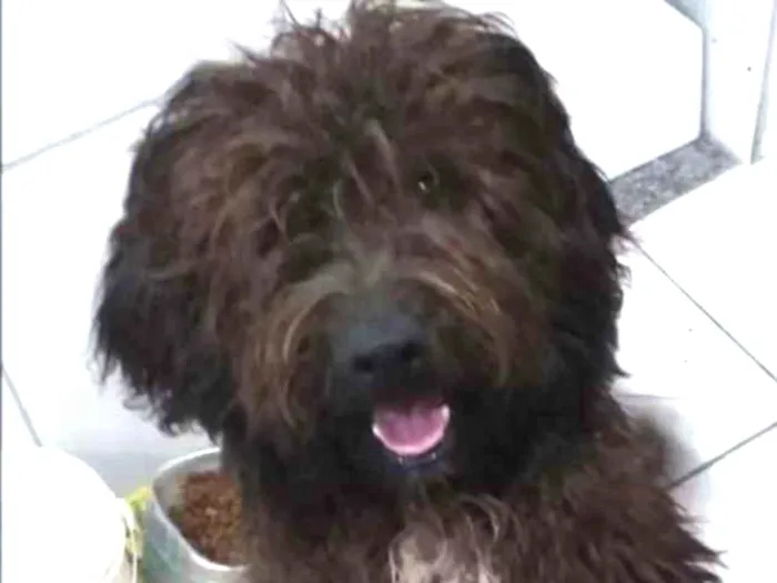 Cachorro ra a Não sei se é de raça  idade  nome Spark 