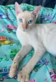 MARSHMALLOW