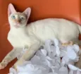 MARSHMALLOW