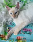 MARSHMALLOW