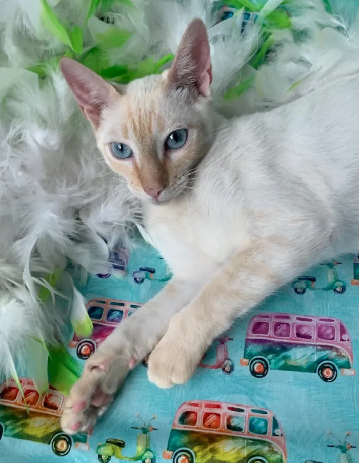 Gato ra a SRD idade 2 a 6 meses nome MARSHMALLOW