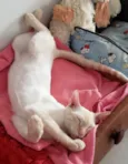 MARSHMALLOW