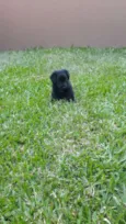 Dorinha 