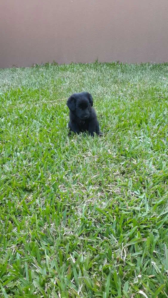 Cachorro raça SRD idade 2 a 6 meses nome Dorinha 
