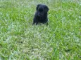 Dorinha 