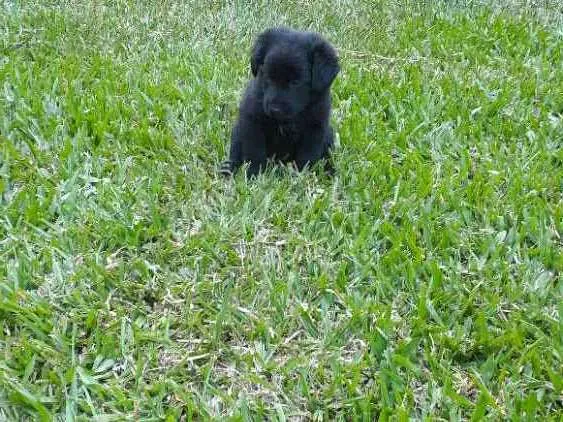 Cachorro raça SRD idade 2 a 6 meses nome Dorinha 