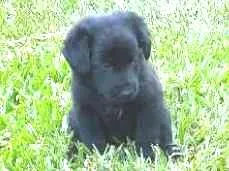 Cachorro raça SRD idade 2 a 6 meses nome Dorinha 