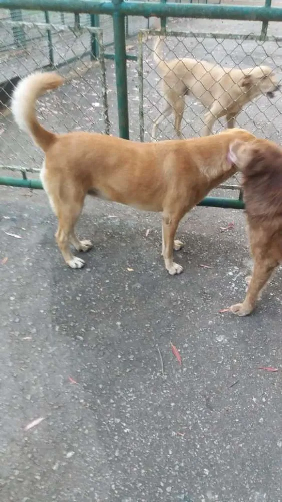 Cachorro raça Não definida idade 4 anos nome Amarela