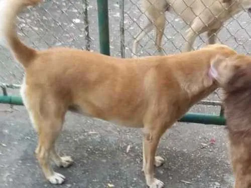 Cachorro raça Não definida idade 4 anos nome Amarela