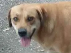 Cachorro raça Não definida idade 4 anos nome Amarela